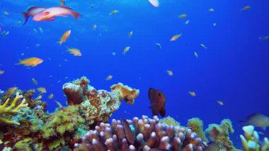 Sualtı Mavi Su Tropik Resifi. Su altı renkli deniz balığı. Tropik resif denizcisi. Mercanlar tropikal yaşam. Mercan bahçesi deniz manzarası. Mavi su arkaplanı.