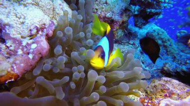 Sualtı Palyaço Balığı ve Deniz Amonları. Mercan bahçesi deniz manzarası. Mavi su arka planı. Mavi turkuaz deniz suyu dalgaları. Renkli tropikal mercan resifleri.