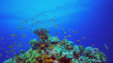 Su altı Renkli Balık. Mercan bahçesi deniz manzarası. Mavi su arka planı. Mavi turkuaz deniz suyu dalgaları. Renkli tropikal mercan resifleri.