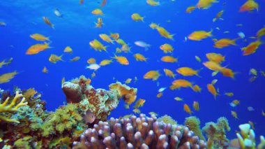 Sualtı Renkli Portakal Balığı. Mercan bahçesi deniz manzarası. Mavi su arka planı. Mavi turkuaz deniz suyu dalgaları. Renkli tropikal mercan resifleri.