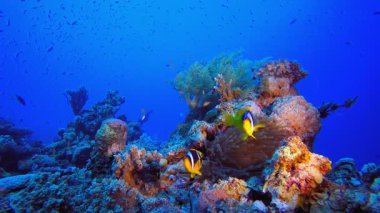Su altı Renkli Resif Balık Palyaço Balığı. Mercan bahçesi deniz manzarası. Mavi su arka planı. Mavi turkuaz deniz suyu dalgaları. Renkli tropikal mercan resifleri.
