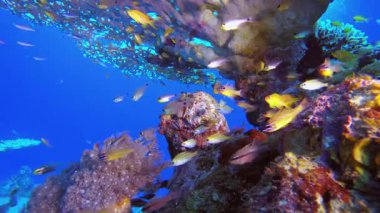Sualtı Renkli Tropikal Balığı. Mercan bahçesi deniz manzarası. Mavi su arka planı. Mavi turkuaz deniz suyu dalgaları. Renkli tropikal mercan resifleri.