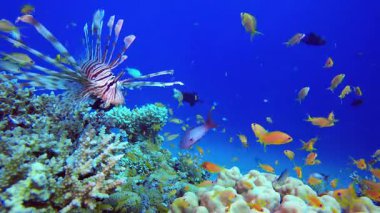 Sualtı Renkli Tropikal Aslan Balığı. Mercan bahçesi deniz manzarası. Mavi su arka planı. Mavi turkuaz deniz suyu dalgaları. Renkli tropikal mercan resifleri.