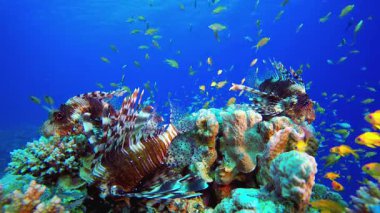Sualtı Renkli Dünya Aslan Balığı. Mercan bahçesi deniz manzarası. Mavi su arka planı. Mavi turkuaz deniz suyu dalgaları. Renkli tropikal mercan resifleri.