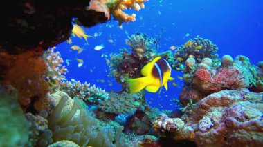 Sualtı Mercan Resifi Palyaço Balığı. Mercan bahçesi deniz manzarası. Mavi su arka planı. Mavi turkuaz deniz suyu dalgaları. Renkli tropikal mercan resifleri.