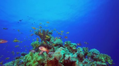 Sualtı Balık ve Mercan Bahçesi. Mercan bahçesi deniz manzarası. Mavi su arka planı. Mavi turkuaz deniz suyu dalgaları. Renkli tropikal mercan resifleri.