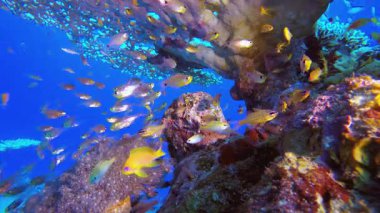 Sualtı Balık ve Mercan Bahçesi. Mercan bahçesi deniz manzarası. Mavi su arka planı. Mavi turkuaz deniz suyu dalgaları. Renkli tropikal mercan resifleri.