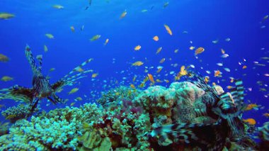Su altı Deniz Yaşamı Aslan Balığı. Mercan bahçesi deniz manzarası. Mavi su arka planı. Mavi turkuaz deniz suyu dalgaları. Renkli tropikal mercan resifleri.