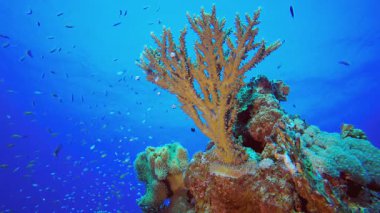 Denizaltı Tropikal Hayatı. Mercan bahçesi deniz manzarası. Mavi su arka planı. Mavi turkuaz deniz suyu dalgaları. Renkli tropikal mercan resifleri.