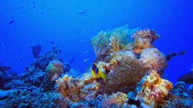 Deniz altı Tropikal Hayat Palyaço Balığı. Mercan bahçesi deniz manzarası. Mavi su arka planı. Mavi turkuaz deniz suyu dalgaları. Renkli tropikal mercan resifleri.