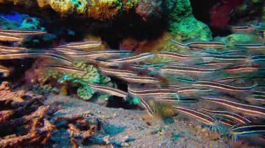 Sualtı Kızıldeniz Kedi Balığı. Mercan bahçesi deniz manzarası. Mavi su arka planı. Mavi turkuaz deniz suyu dalgaları. Renkli tropikal mercan resifleri.