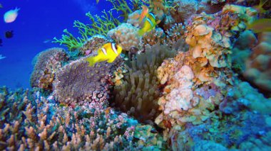 Sualtı Kızıldeniz Hayat Palyaçosu. Mercan bahçesi deniz manzarası. Mavi su arka planı. Mavi turkuaz deniz suyu dalgaları. Renkli tropikal mercan resifleri.
