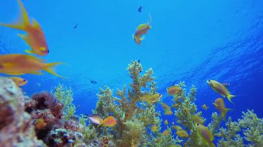 Sualtı Sahne Mercan Resifi. Tropik sualtı balığı. Renkli tropikal mercan resifi. Sahne resifi. Deniz yaşamı deniz dünyası. Su altı balık resifi denizcisi