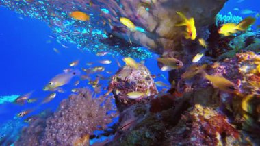 Sualtı Sahnesi Deniz Hayatı. Tropik sualtı balığı. Renkli tropikal mercan resifi. Sahne resifi. Deniz yaşamı deniz dünyası. Su altı balık resifi denizcisi
