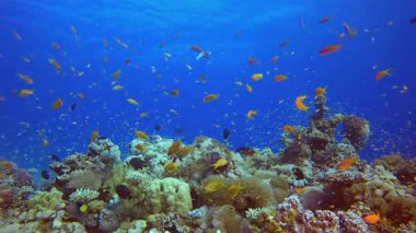 Sualtı Sahnesi Tropikal Mercan Resifi. Tropik sualtı balığı. Renkli tropikal mercan resifi. Sahne resifi. Deniz yaşamı deniz dünyası. Su altı balık resifi denizcisi