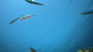 Su altı Mavi Hayat. Tropik mavi su. Deniz dalgaları. Mavi su arka planı. Yüzey deniz suyu. Mavi turkuaz deniz dalgaları.