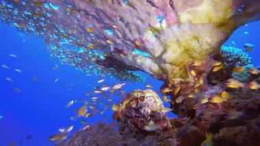 Su altı Mercan Resifi. Su altı deniz balığı. Renkli sualtı deniz manzarası. Tropik balık resifi denizcisi. Su altı deniz balığı. Tropikal balık resifi denizcisi.