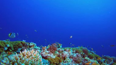 Su altı Mercan Kayalıkları. Su altı deniz balığı. Renkli sualtı deniz manzarası. Tropik balık resifi denizcisi. Su altı deniz balığı. Tropikal balık resifi denizcisi.