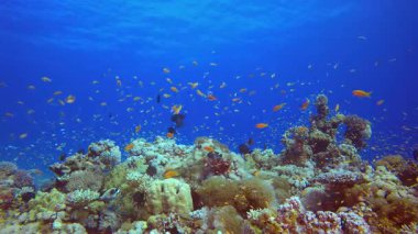 Su altı Balık Mercan Resifi. Su altı deniz balığı. Renkli sualtı deniz manzarası. Tropik balık resifi denizcisi. Su altı deniz balığı. Tropikal balık resifi denizcisi.