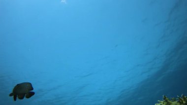 Sualtı Tropikal Mavi Deniz. Tropik mavi su. Deniz dalgaları. Mavi su arka planı. Yüzey deniz suyu. Mavi turkuaz deniz dalgaları.