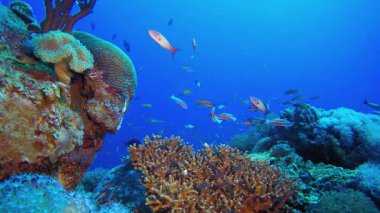 Sualtı Tropikal Kedibalığı ve Kelebek Balığı. Su altı deniz balığı. Renkli sualtı deniz manzarası. Tropik balık resifi denizcisi. Su altı deniz balığı. Tropikal balık resifi denizcisi.