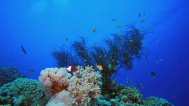 Sualtı Tropikal Mercan Resifi. Su altı deniz balığı. Renkli sualtı deniz manzarası. Tropik balık resifi denizcisi. Su altı deniz balığı. Tropikal balık resifi denizcisi.