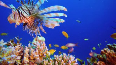 Sualtı Tropikal Mercan Resifi Aslan Balığı. Su altı deniz balığı. Renkli sualtı deniz manzarası. Tropik balık resifi denizcisi. Su altı deniz balığı. Tropikal balık resifi denizcisi.