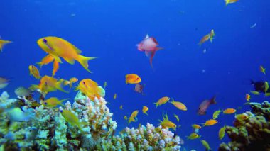Sualtı Tropikal Resifi. Su altı deniz balığı. Renkli sualtı deniz manzarası. Tropik balık resifi denizcisi. Su altı deniz balığı. Tropikal balık resifi denizcisi.