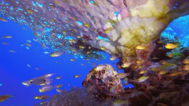 Sualtı Tropikal Deniz Renkli Balıklar. Su altı deniz balığı. Renkli sualtı deniz manzarası. Tropik balık resifi denizcisi. Su altı deniz balığı. Tropikal balık resifi denizcisi.