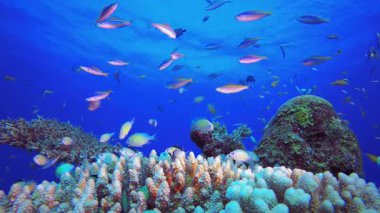 Sualtı Dünyası Renkli Tropik Balıklar. Su altı deniz balığı. Renkli sualtı deniz manzarası. Tropik balık resifi denizcisi. Su altı deniz balığı. Tropikal balık resifi denizcisi.