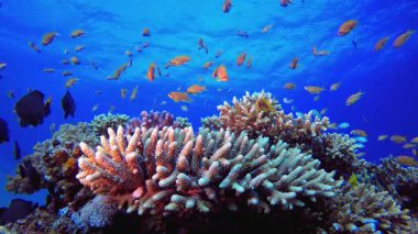 Su altı Dünya Mercan Renkli Balığı. Su altı deniz balığı. Renkli sualtı deniz manzarası. Tropik balık resifi denizcisi. Su altı deniz balığı. Tropikal balık resifi denizcisi.