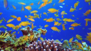 Sualtı Tropikal Resifi. Su altı deniz balığı. Renkli sualtı deniz manzarası. Tropik balık resifi denizcisi. Su altı deniz balığı. Tropikal balık resifi denizcisi.