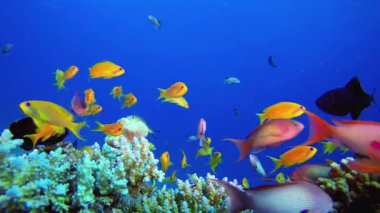 Sualtı Tropikal Balık. Su altı deniz balığı. Renkli sualtı deniz manzarası. Tropik balık resifi denizcisi. Su altı deniz balığı. Tropikal balık resifi denizcisi.