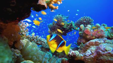 Tropik Mercan Bahçesi Palyaço Balığı. Su altı deniz balığı. Renkli sualtı deniz manzarası. Tropik balık resifi denizcisi. Su altı deniz balığı. Tropikal balık resifi denizcisi.