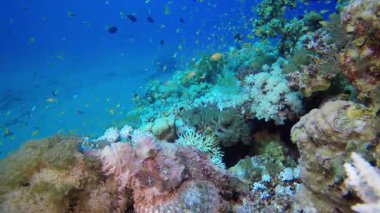 Güzel Tropikal Mercan Akrep Balığı. Su altı deniz balığı. Renkli sualtı deniz manzarası. Tropik balık resifi denizcisi. Su altı deniz balığı. Tropikal balık resifi denizcisi.