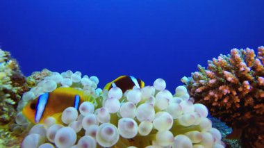 Mavi Su arka plan palyaço balığı. Su altı deniz balığı. Renkli sualtı deniz manzarası. Tropik balık resifi denizcisi. Su altı deniz balığı. Tropikal balık resifi denizcisi.