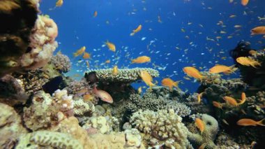 Renkli Mercan Resifi Sahnesi. Su altı deniz balığı. Renkli sualtı deniz manzarası. Tropik balık resifi denizcisi. Su altı deniz balığı. Tropikal balık resifi denizcisi.