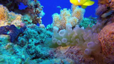 Renkli Tropikal Palyaço Balığı. Su altı deniz balığı. Renkli sualtı deniz manzarası. Tropik balık resifi denizcisi. Su altı deniz balığı. Tropikal balık resifi denizcisi.