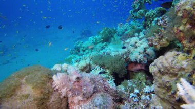 Renkli Tropikal Balık Akrebi. Su altı deniz balığı. Renkli sualtı deniz manzarası. Tropik balık resifi denizcisi. Su altı deniz balığı. Tropikal balık resifi denizcisi.