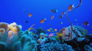 Mercan kayalıkları ve sualtındaki tropik balıklar. Tropik sualtı balığı. Renkli tropikal mercan resifi. Sahne resifi. Deniz yaşamı deniz dünyası. Su altı balık resifi denizcisi