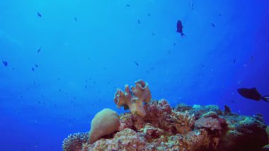Mercan kayalıkları ve sualtındaki tropik balıklar. Tropik sualtı balığı. Renkli tropikal mercan resifi. Sahne resifi. Deniz yaşamı deniz dünyası. Su altı balık resifi denizcisi