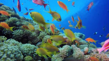 Mercan resifi sualtı balığı. Tropik sualtı balığı. Renkli tropikal mercan resifi. Sahne resifi. Deniz yaşamı deniz dünyası. Su altı balık resifi denizcisi