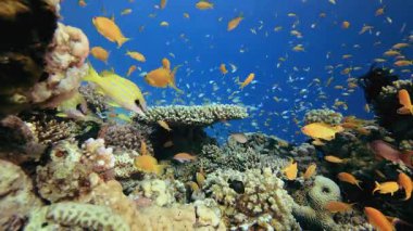 Mercan resifi sualtı balığı. Tropik sualtı balığı. Renkli tropikal mercan resifi. Sahne resifi. Deniz yaşamı deniz dünyası. Su altı balık resifi denizcisi