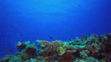 Deniz hayatı mercan bahçesi. Tropik sualtı balığı. Renkli tropikal mercan resifi. Sahne resifi. Deniz yaşamı deniz dünyası. Su altı balık resifi denizcisi