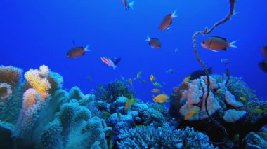 Resif Mercan Bahçesi. Tropik sualtı balığı. Renkli tropikal mercan resifi. Sahne resifi. Deniz yaşamı deniz dünyası. Su altı balık resifi denizcisi