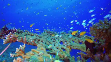 Resif Mercan Tropikal Aslan Balığı. Tropik sualtı balığı. Renkli tropikal mercan resifi. Sahne resifi. Deniz yaşamı deniz dünyası. Su altı balık resifi denizcisi