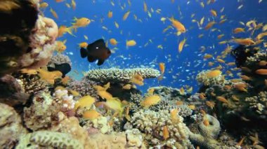 Su altındaki resif Tropikal Mercan Bahçesi. Tropik sualtı balığı. Renkli tropikal mercan resifi. Sahne resifi. Deniz yaşamı deniz dünyası. Su altı balık resifi denizcisi