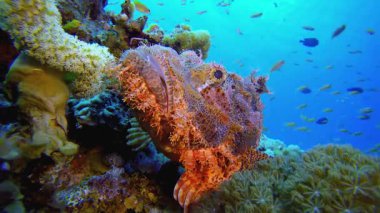 Akrep Balığı Yaklaş. Tropik sualtı balığı. Renkli tropikal mercan resifi. Sahne resifi. Deniz yaşamı deniz dünyası. Su altı balık resifi denizcisi