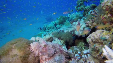 Akrep Balık Resifi Mercan Bahçesi. Tropik sualtı balığı. Renkli tropikal mercan resifi. Sahne resifi. Deniz yaşamı deniz dünyası. Su altı balık resifi denizcisi