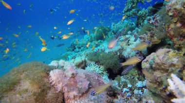 Akrep Balığı Tropikal Mercan Resifi. Tropik sualtı balığı. Renkli tropikal mercan resifi. Sahne resifi. Deniz yaşamı deniz dünyası. Su altı balık resifi denizcisi
